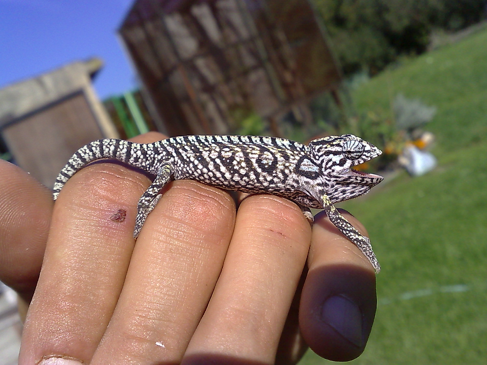 furcifer lateralis.jpg