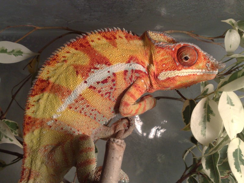 furcifer pardalis ambilobe.jpg