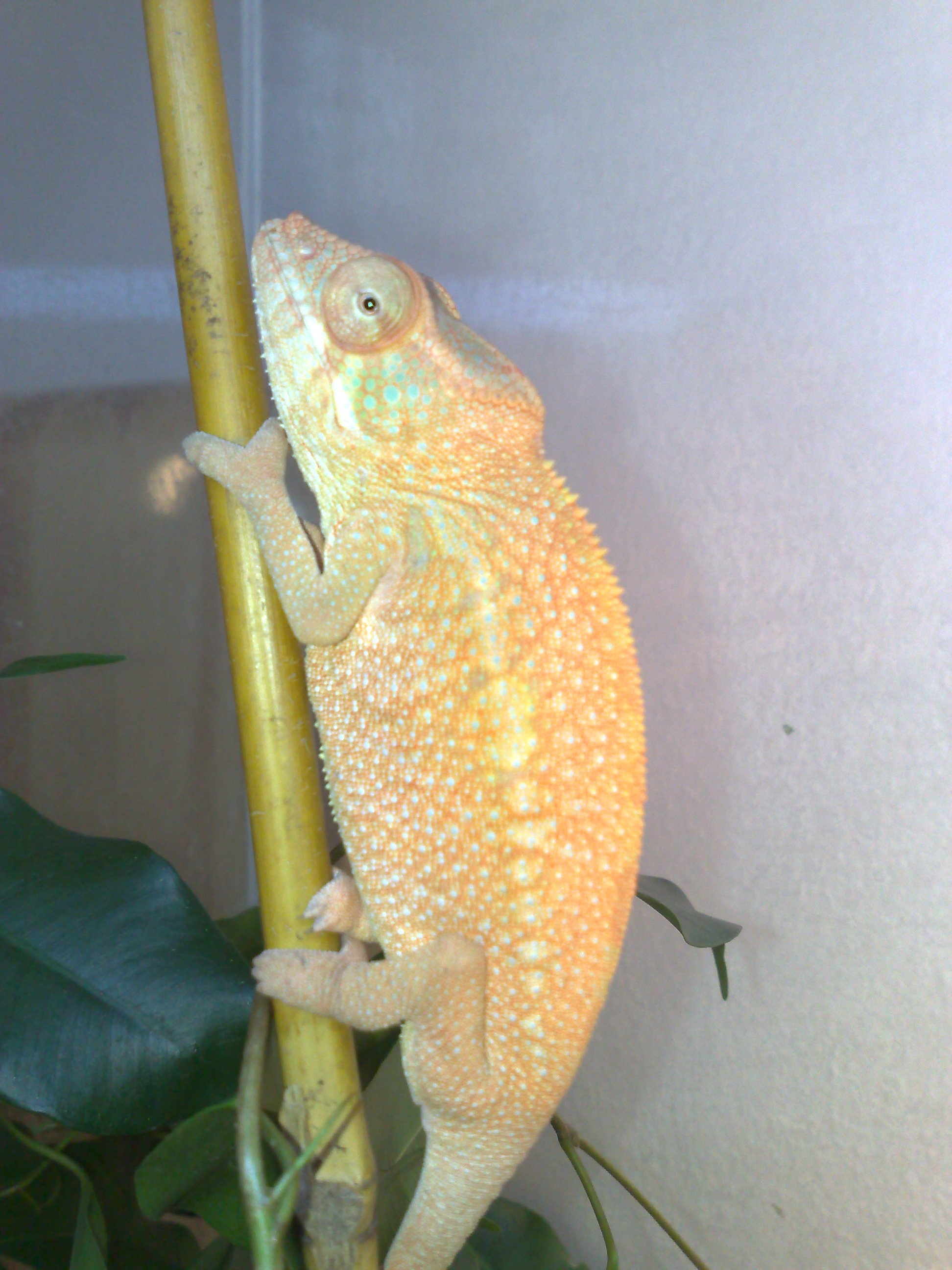 furcifer pardalis ambanja.jpg