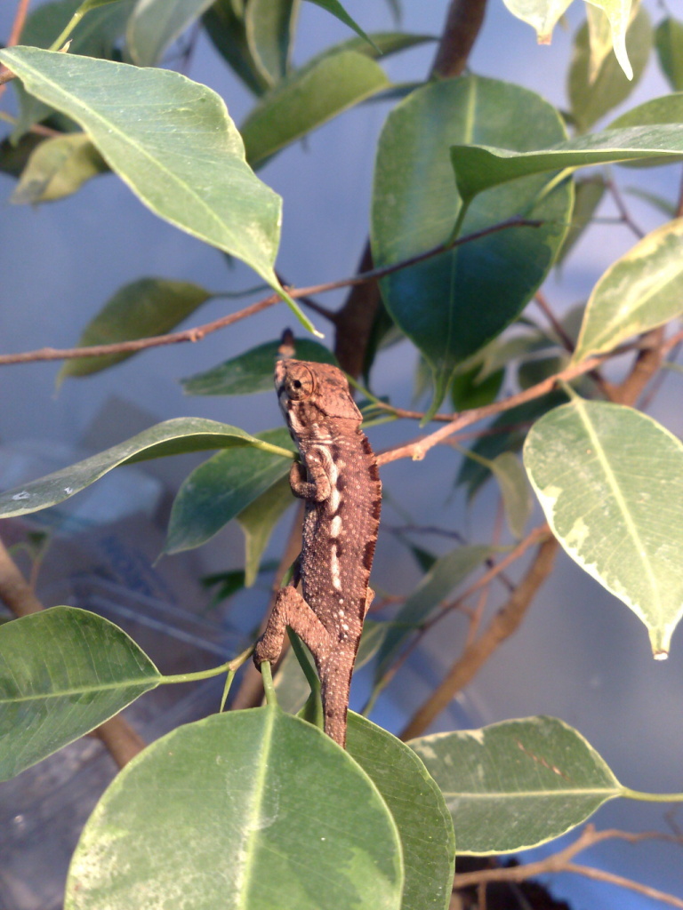 furcifer pardalis diego suarez.jpg