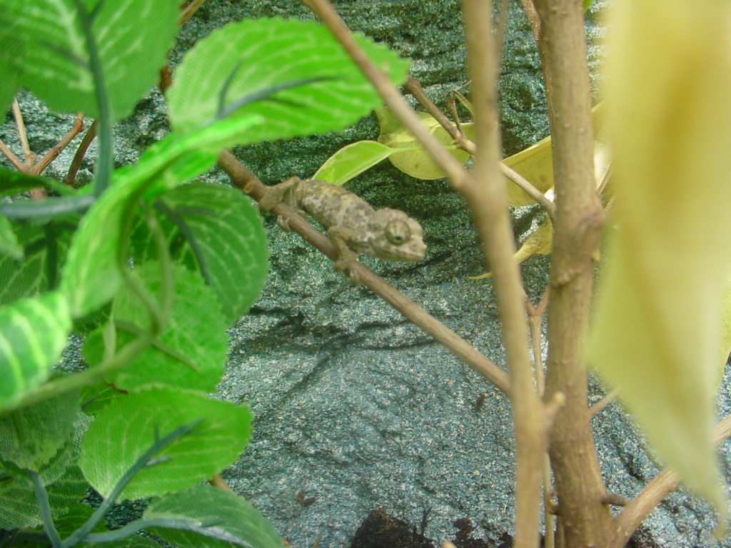 chamaeleo trioceros jacksonii.jpg